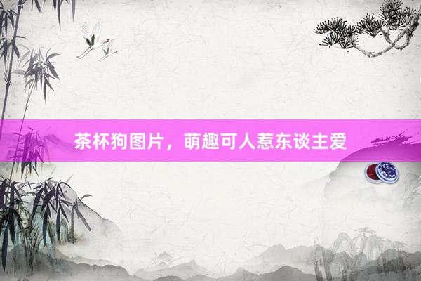 茶杯狗图片，萌趣可人惹东谈主爱